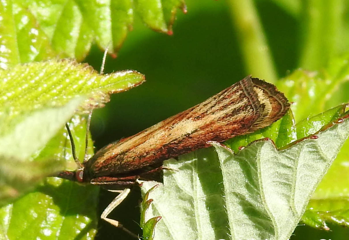 Crambidae da identificare:  Catoptria combinella